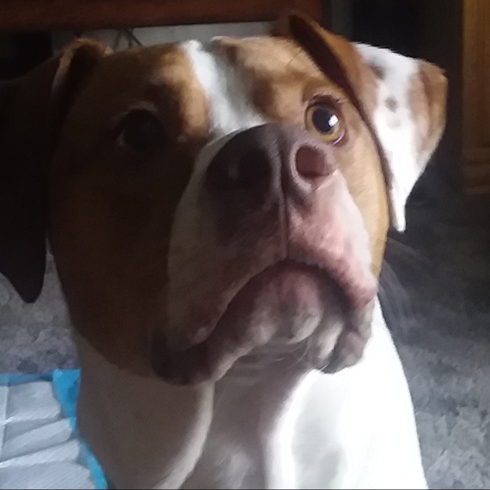 Meet your Posher, Veronica